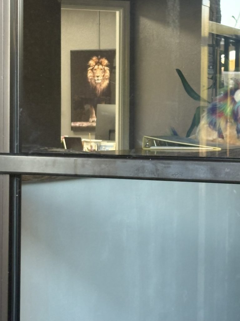 The lion portrait in our office is backlit, showing the best of our office makeover, thanks to the generosity of an anonymous donor.